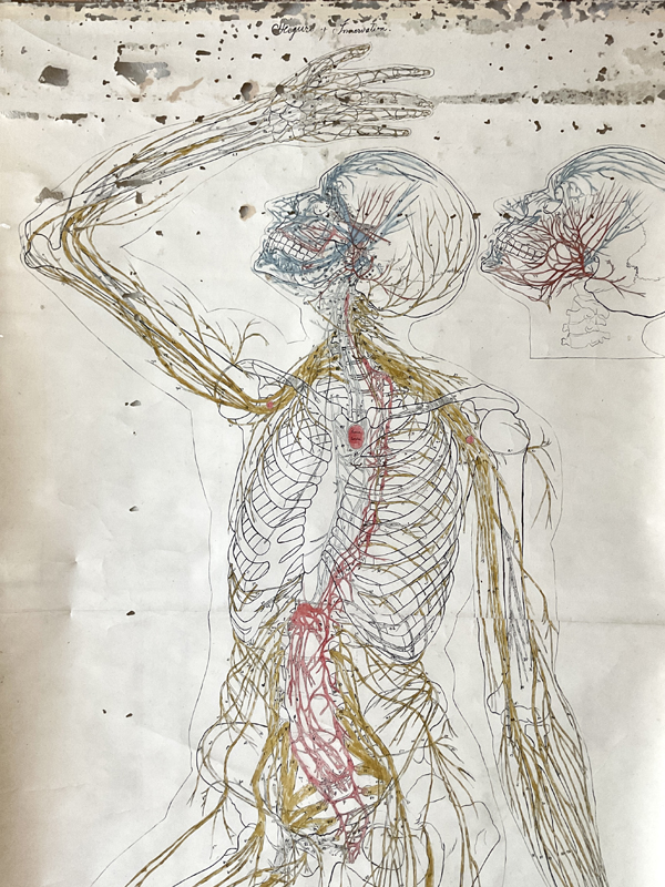 FIGURE OF INNERVATION